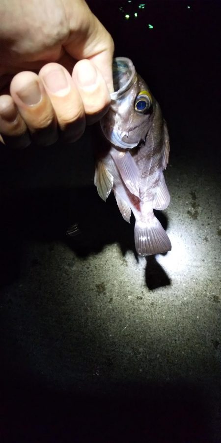 夏の夜のサビキ