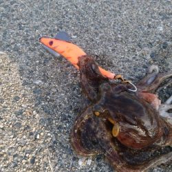 タコ釣り2回目