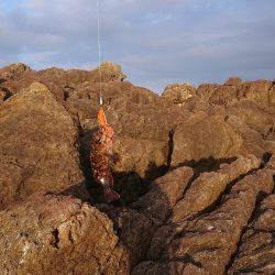 ロックフィッシュ