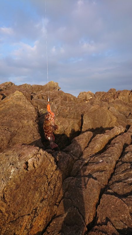 ロックフィッシュ