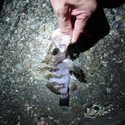 なぜか良型メバル?