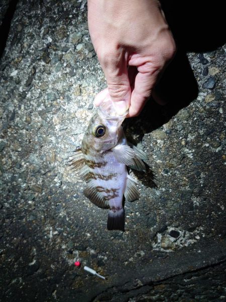 なぜか良型メバル?