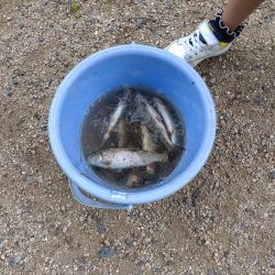 暑い中でのニジマス釣り