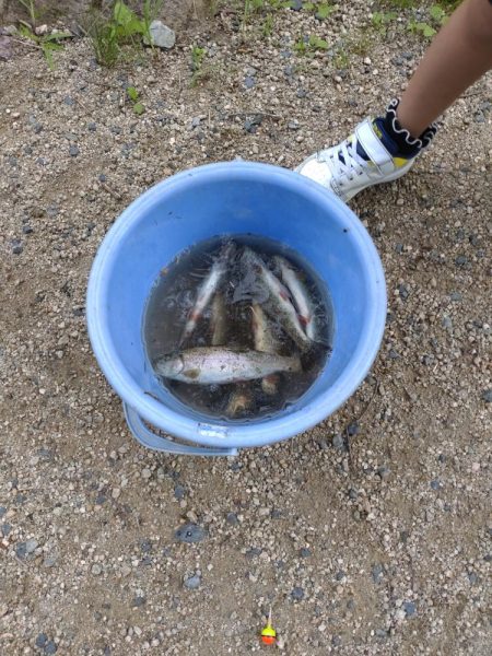 暑い中でのニジマス釣り