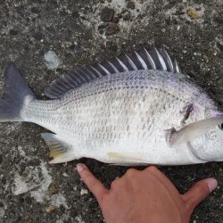 デイチニング初釣果