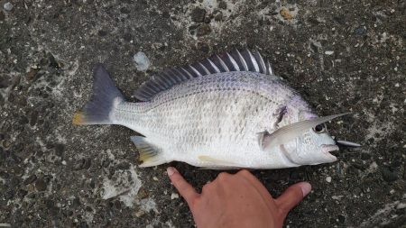 デイチニング初釣果