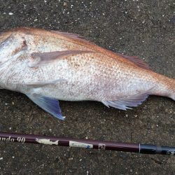 初ショアレッド