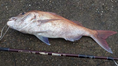 初ショアレッド