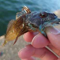 鱒レンジャー入魂