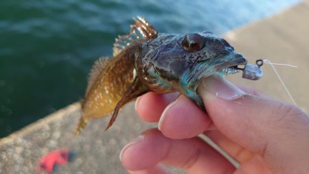 鱒レンジャー入魂