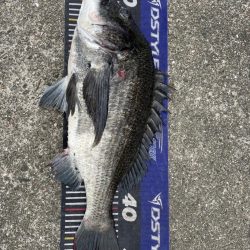 イチノ兄弟、釣果！