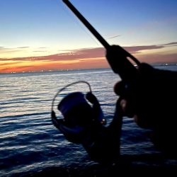 アジングのはずだったんですが、、、