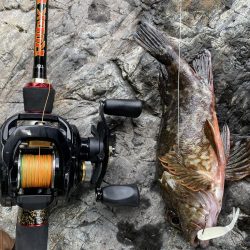 アコウ　リベンジ