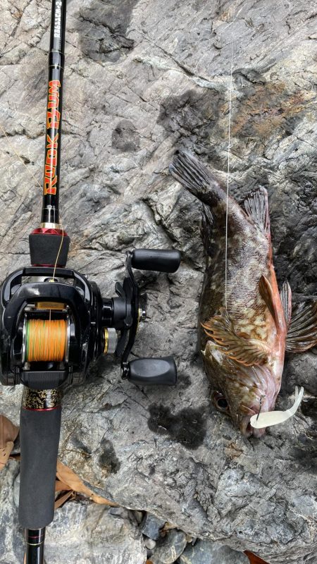 アコウ　リベンジ