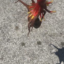 タコ釣りライバル満載でのシーサイド