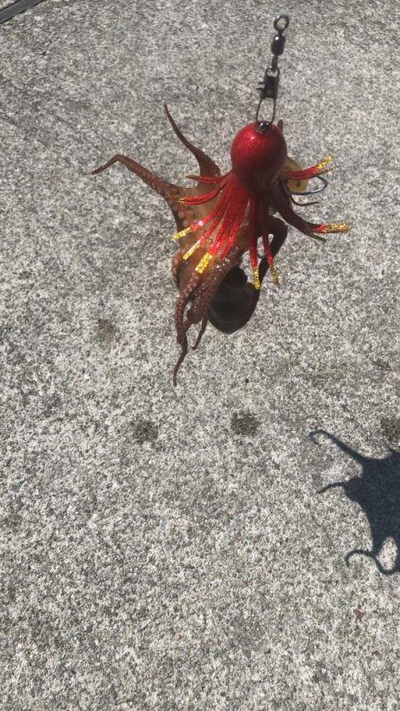 タコ釣りライバル満載でのシーサイド