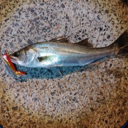 激シブの中なんとか1本