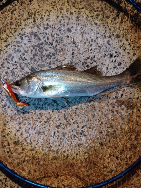 激シブの中なんとか1本