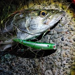 なんとかシーバス50cm