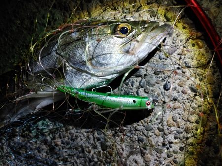 なんとかシーバス50cm