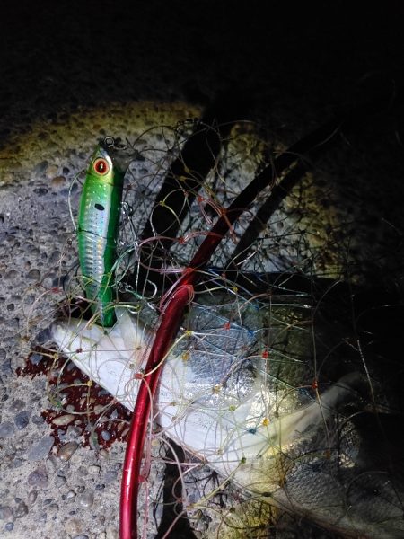 続けてシーバス1本