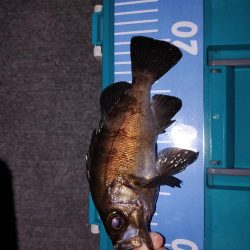 爆風エギング、メバリング