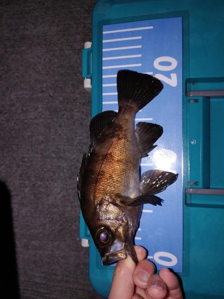 爆風エギング、メバリング