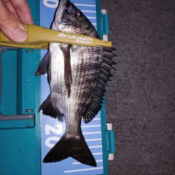 メバルはまだいるけど、イカがいない！