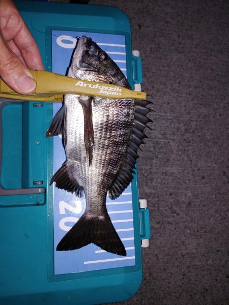 メバルはまだいるけど、イカがいない！