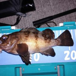 フロートとエギング