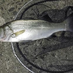 夜のシーバス釣り