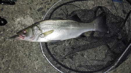 夜のシーバス釣り