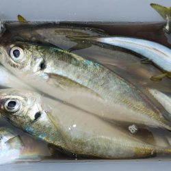 鮫退治したらデカ鯵入れ食い