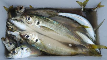 鮫退治したらデカ鯵入れ食い