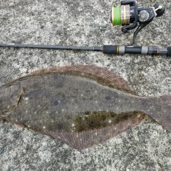 夕まずめのヒラメと夜釣りのシーバス