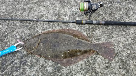 夕まずめのヒラメと夜釣りのシーバス