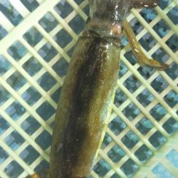 シロイカ好調続く