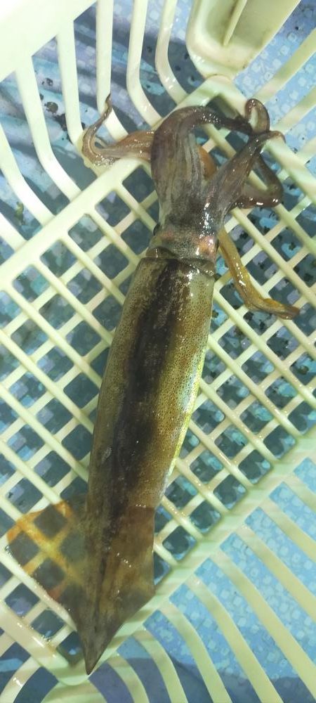 シロイカ好調続く