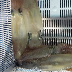 シロイカ好調続く