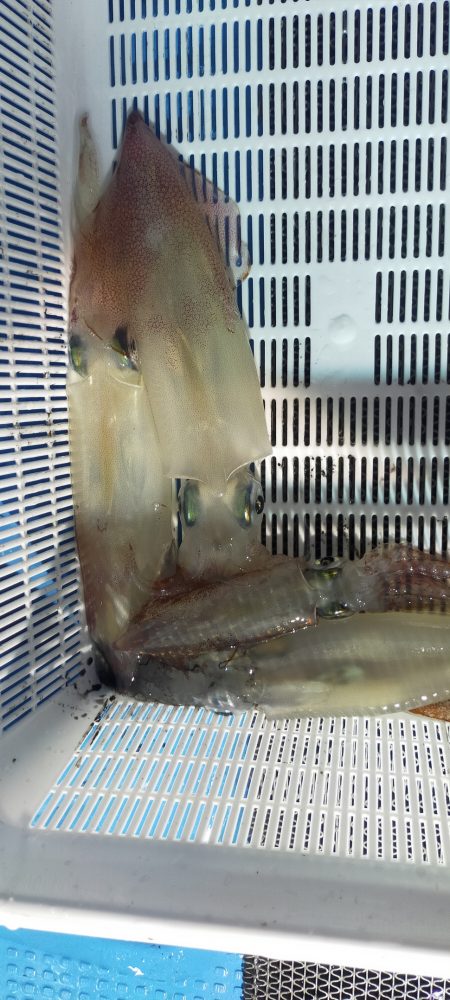 シロイカ好調続く