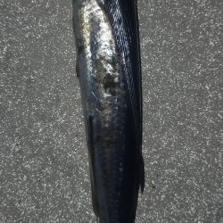 シロイカぼちぼち