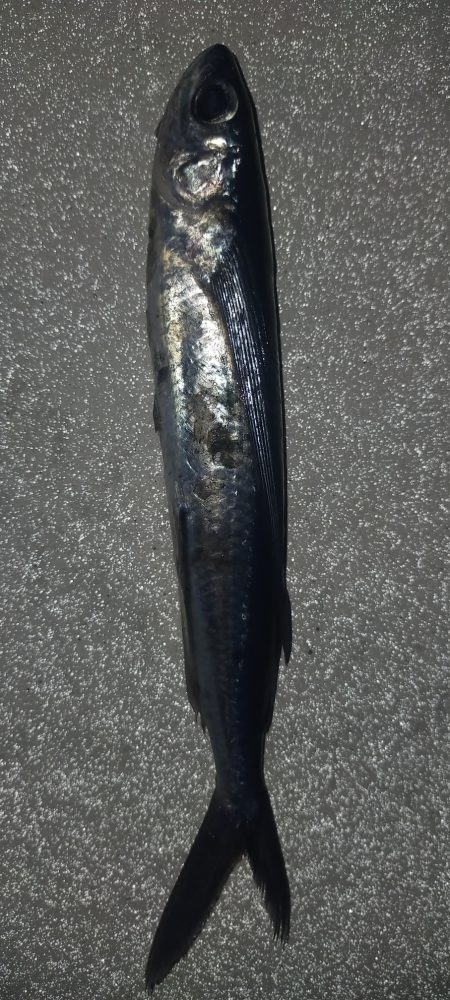 シロイカぼちぼち