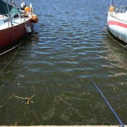 ｾｲｺﾞ釣り～夏の陣～