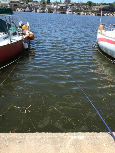 ｾｲｺﾞ釣り～夏の陣～