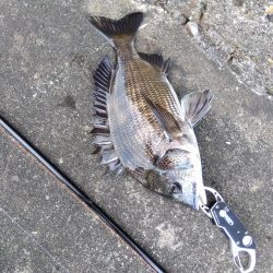 旬の魚釣りしてきました