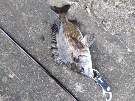 旬の魚釣りしてきました