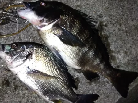 クロダイホイホイ