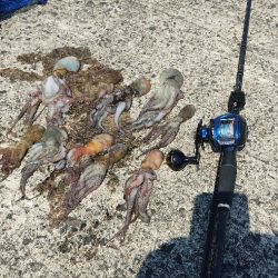 タコ釣り