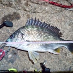 2022/07/02 南港ライトゲーム釣行