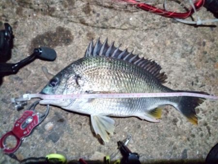 2022/07/02 南港ライトゲーム釣行